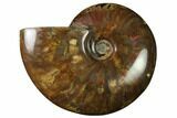 Flashy Red Iridescent Ammonite #155212-1